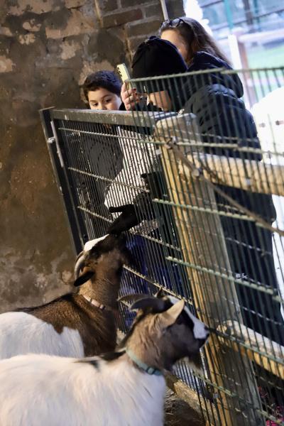 Une-journee-a-la-ferme---un-Noel-enchantee1412-24IMG2278resultat